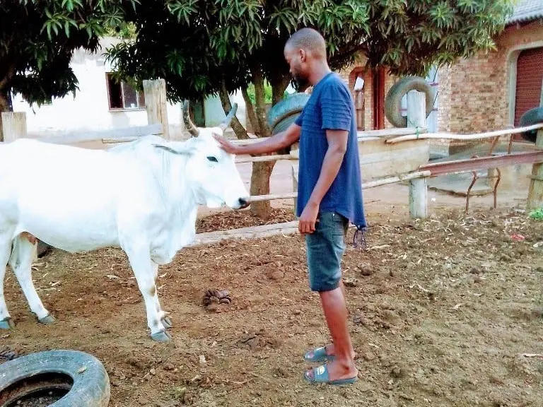 A young black south african farmer pets a white cow