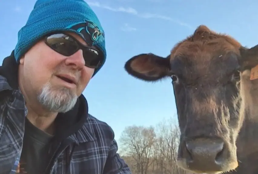 close up of  grey bearded white farmer squats near a cow