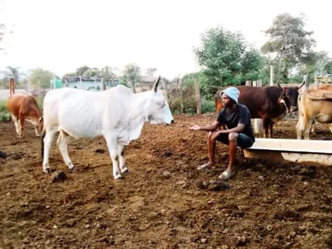 Ashell Maenetja with white cow Guardian Angel