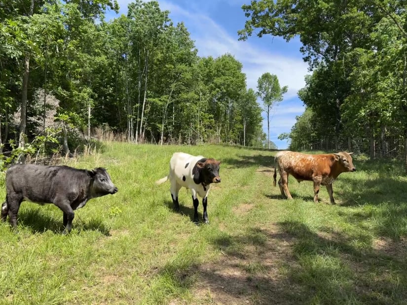 three multi-colored Pineywoods cattle walking in a forest