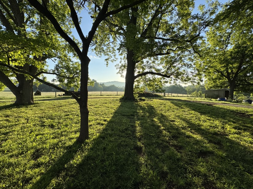 Pecan trees cast a shadow on green grass in the early morning on a farm