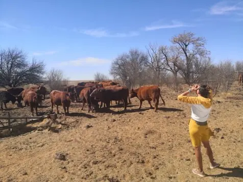 Isabelle Blum with a herd of cattle