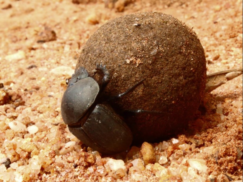 A dung beetle rollling a ball of dung