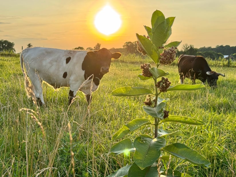 A herd of cattle walking through a patch of milkweed