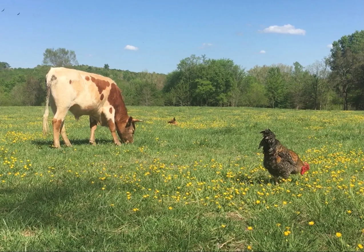 A cow and a chicken graze in a meadow with yellow flowers